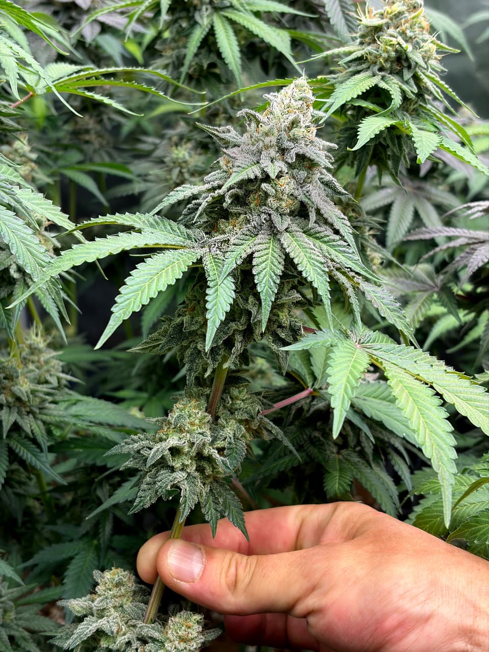 Cannabis medicinal Molino Costero
