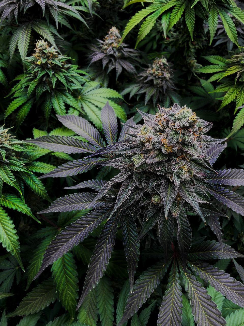 Cultivo de cannabis medicinal Molino Costero